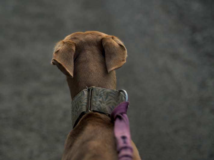 Diverse group of pet owners using activity monitors during outdoor walks and indoor play — warm, candid, authentic lifestyle shot