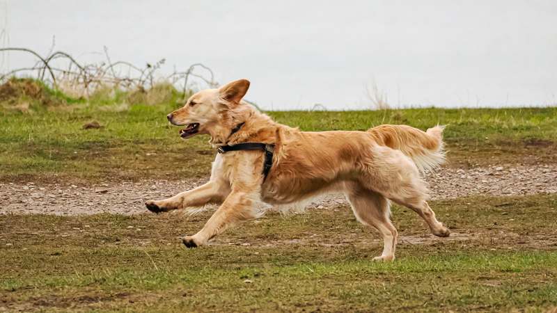 Homepage for Pet Care Pet Toys & Accessories activity monitors